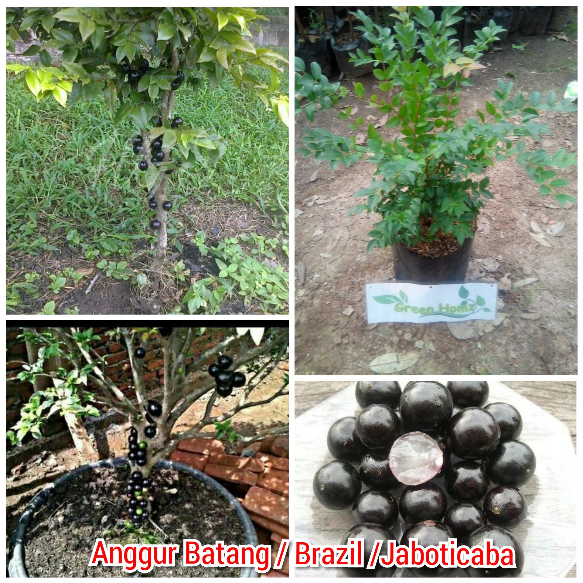 bibit tanaman buah anggur batang/brazil/jaboticaba