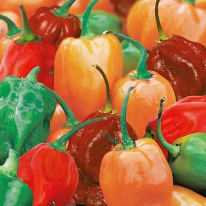 isi 3 Benih Biji Bibit Buah Cabai Pepper Hot Scotch Super Pedas Import UK