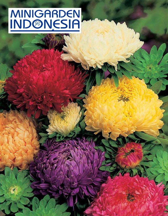 10 Benih Bunga Aster Duchess F1 mr Fothergills bibit tanaman