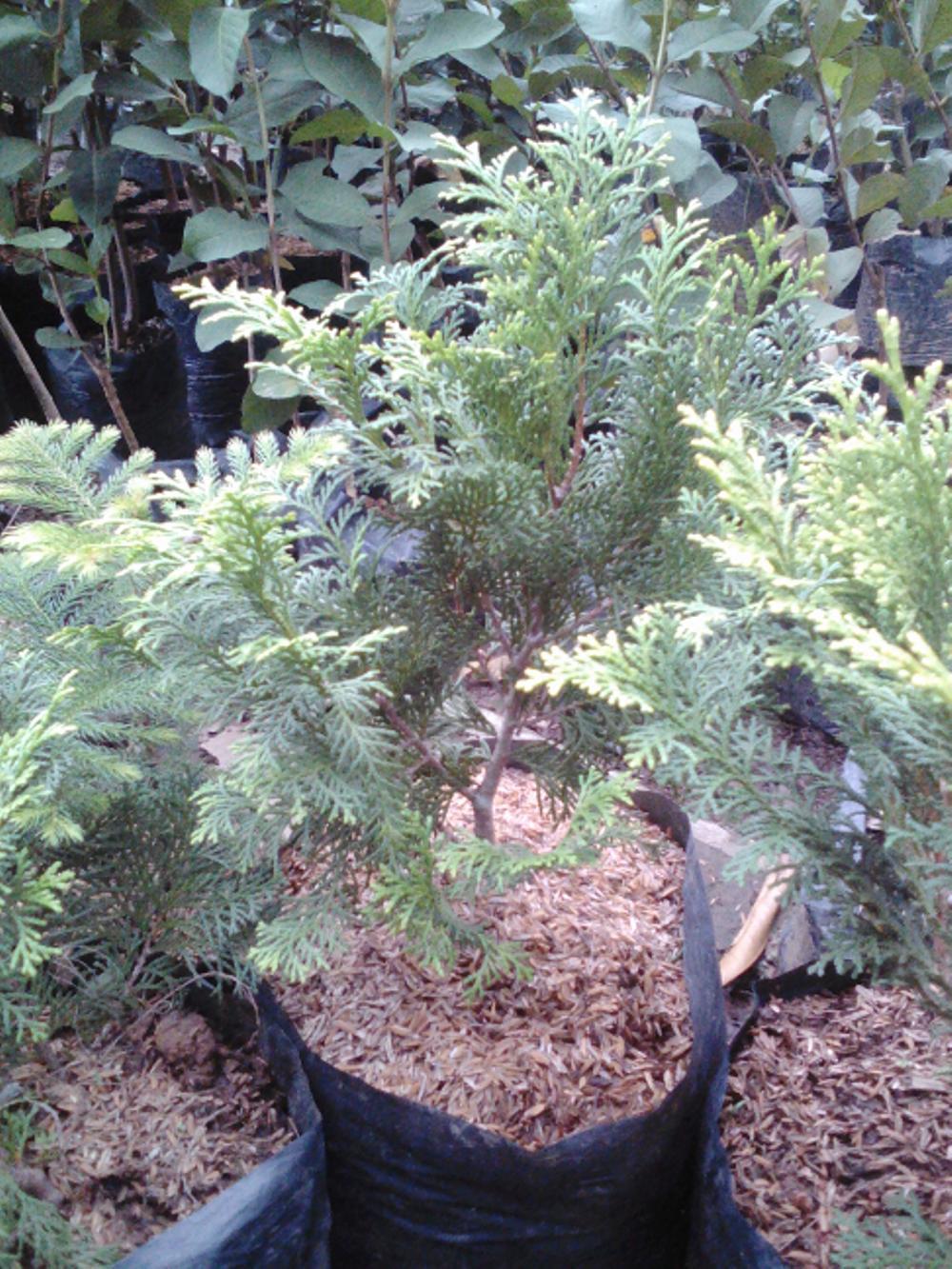 Bibit Cemara Kipas