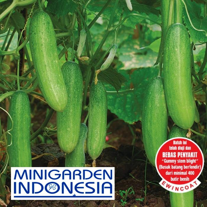 30 Benih Mentimun Bandana F1 bibit tanaman sayur sayuran