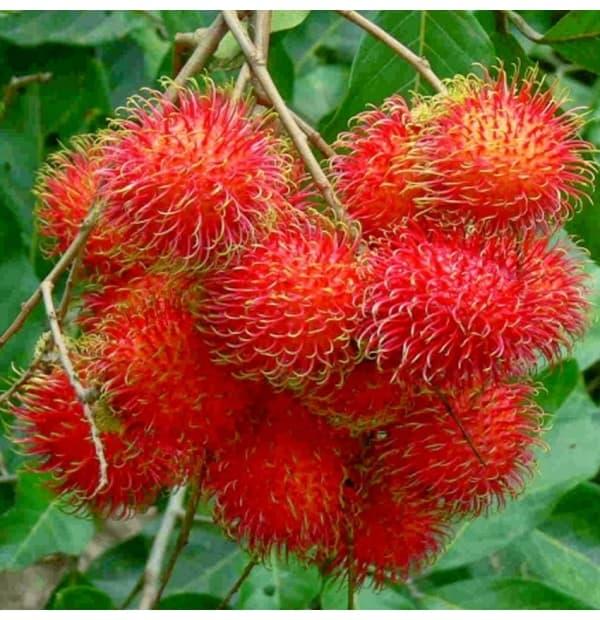 Rambutan Aceh