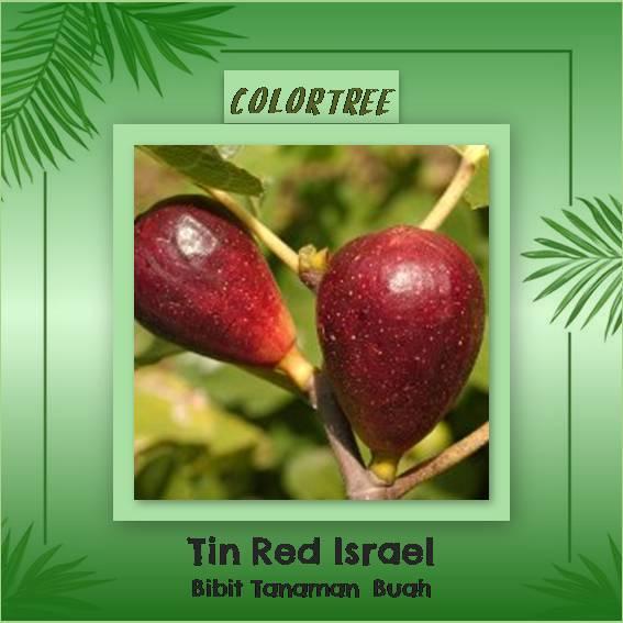 Bibit Tanaman Buah Tin Red Israael