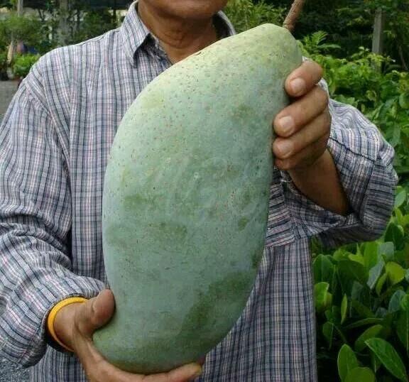 bibit mangga Mahatir