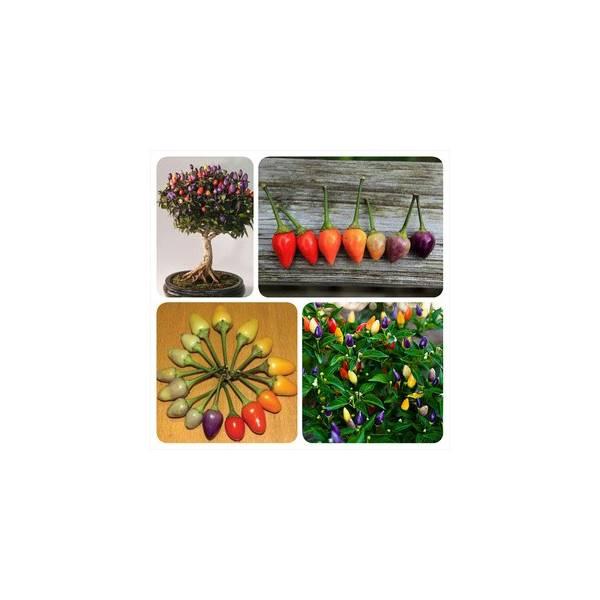 BIBIT CABE / BENIH Cabai Pelangi/ Bolivian Rainbow Pepper Bell IMPORT