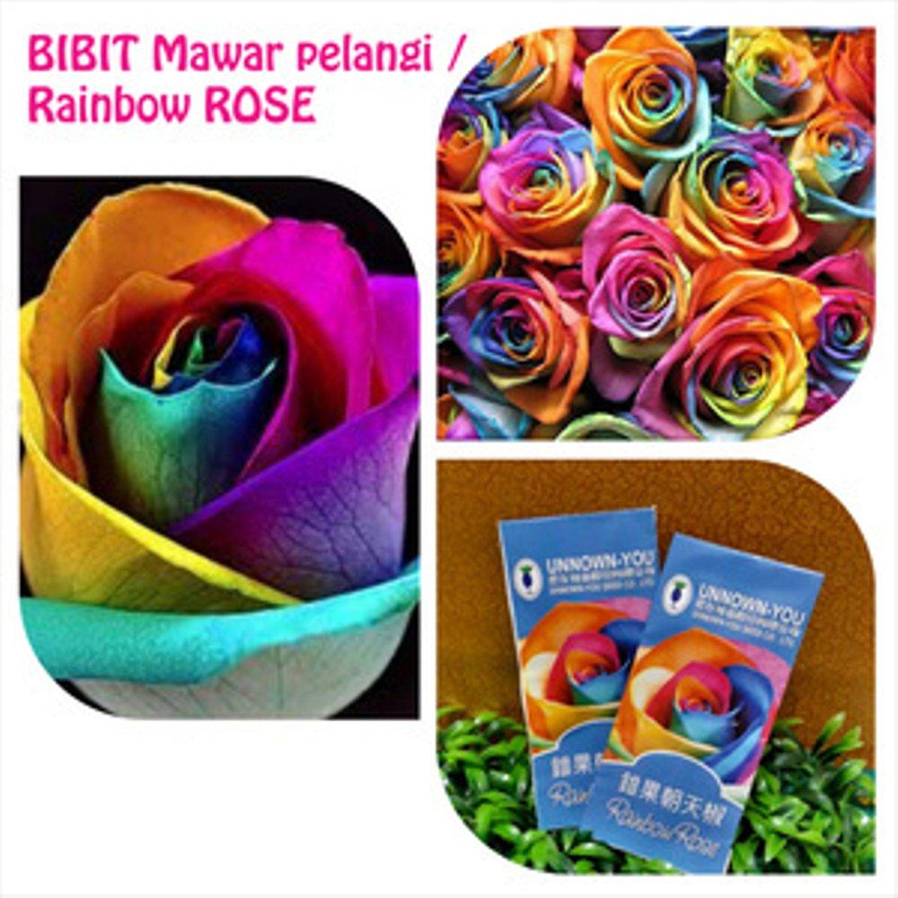 BENIH / Bibit Bunga Mawar Mistik Pelangi (Mystic Rainbow Rose Seeds)