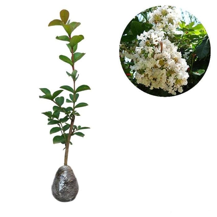 Bibit Tanaman Hias Sakura Putih Lokal 40cm