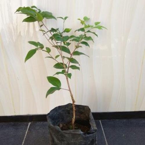 Bibit Tanaman Anggur Jaboticaba Preco