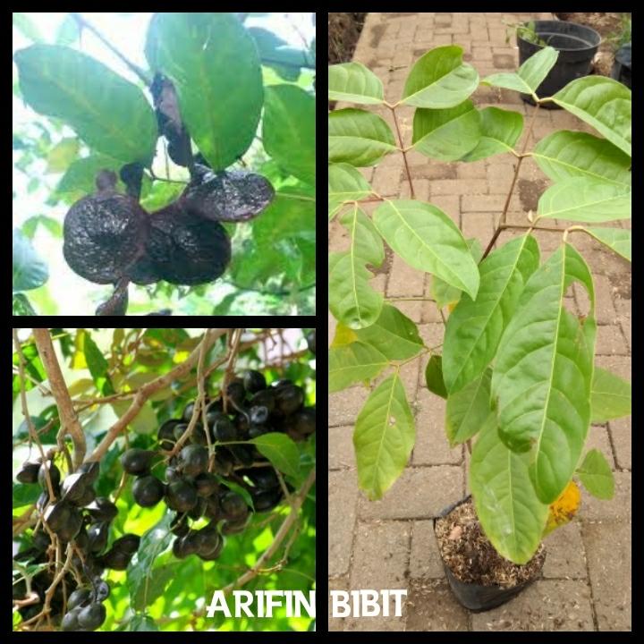 Bibit jengkol