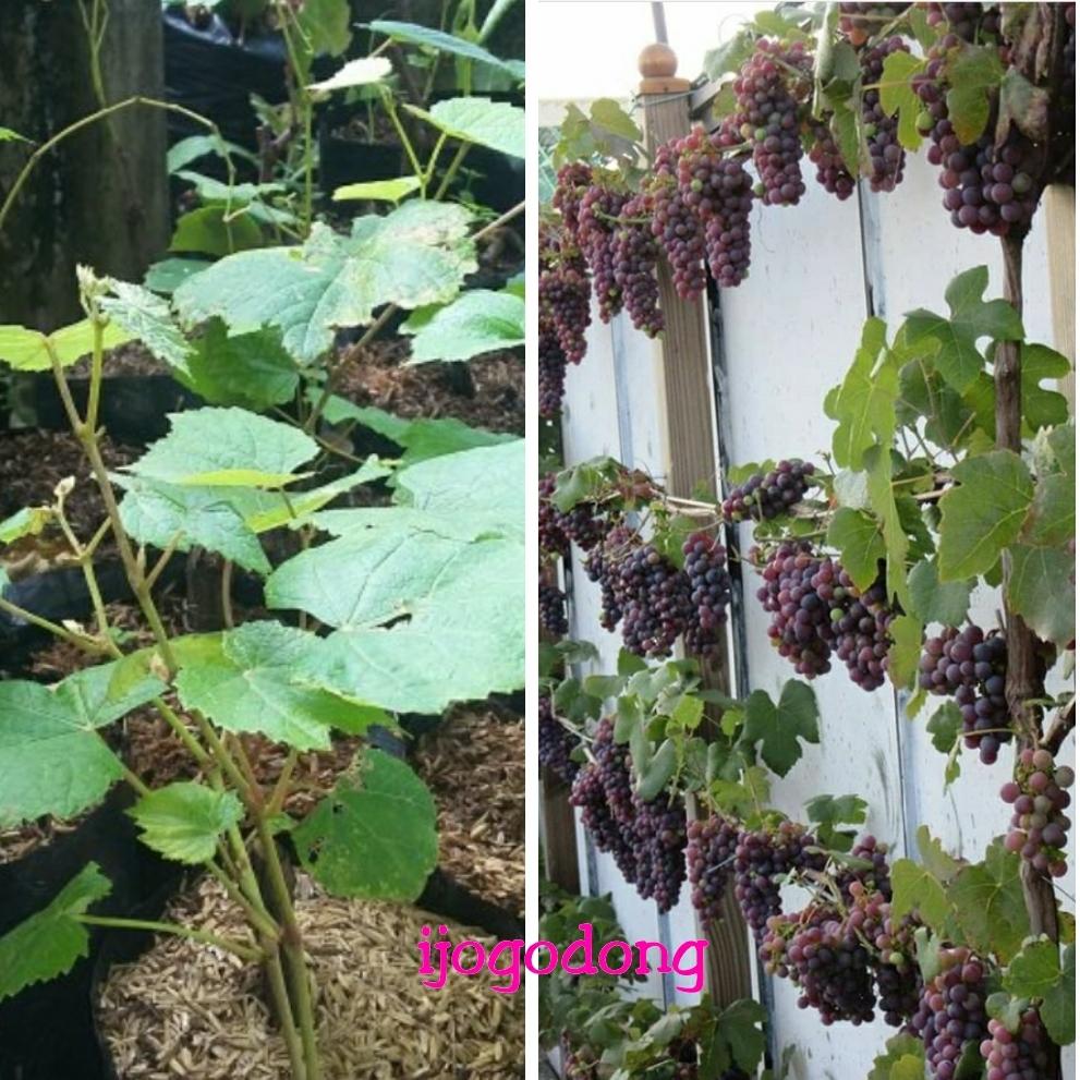 Bibit anggur merah