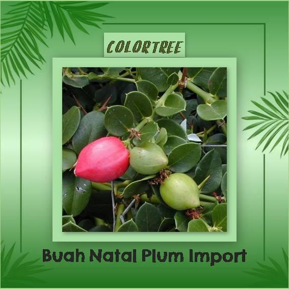 Bibit Tanaman Buah Natal Plum Import