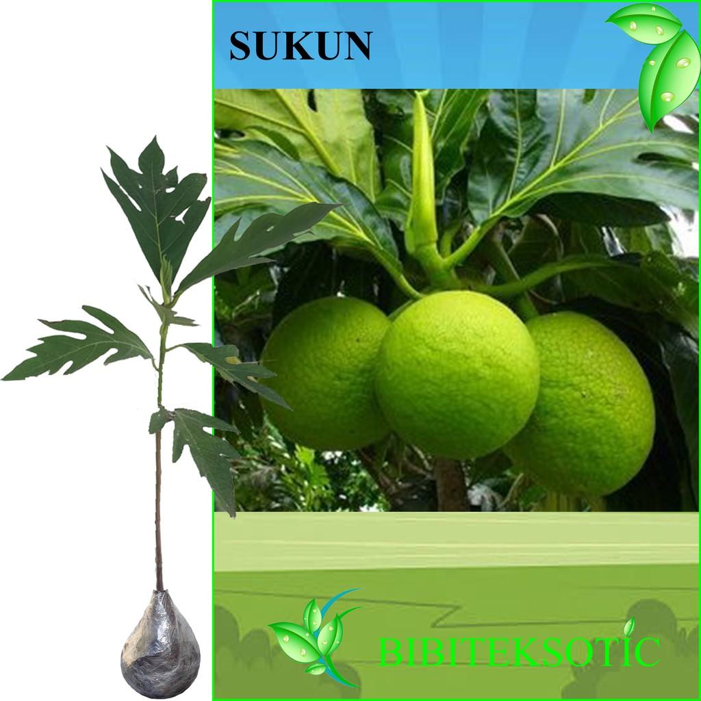 Tanaman Buah Sukun (Tinggi 40-60 Cm)