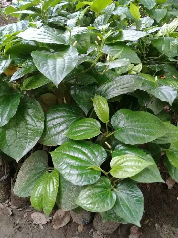bibit tanaman cabe jawa cabe obat
