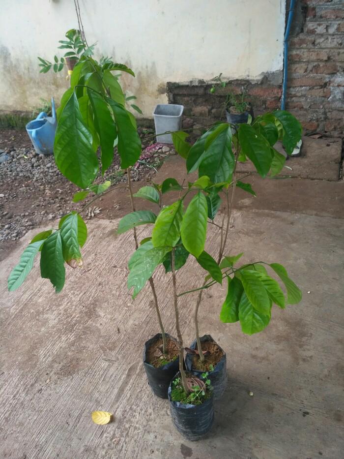 Bibit Tanaman Buah Duku Sambung Pucuk Cepat Berbuah