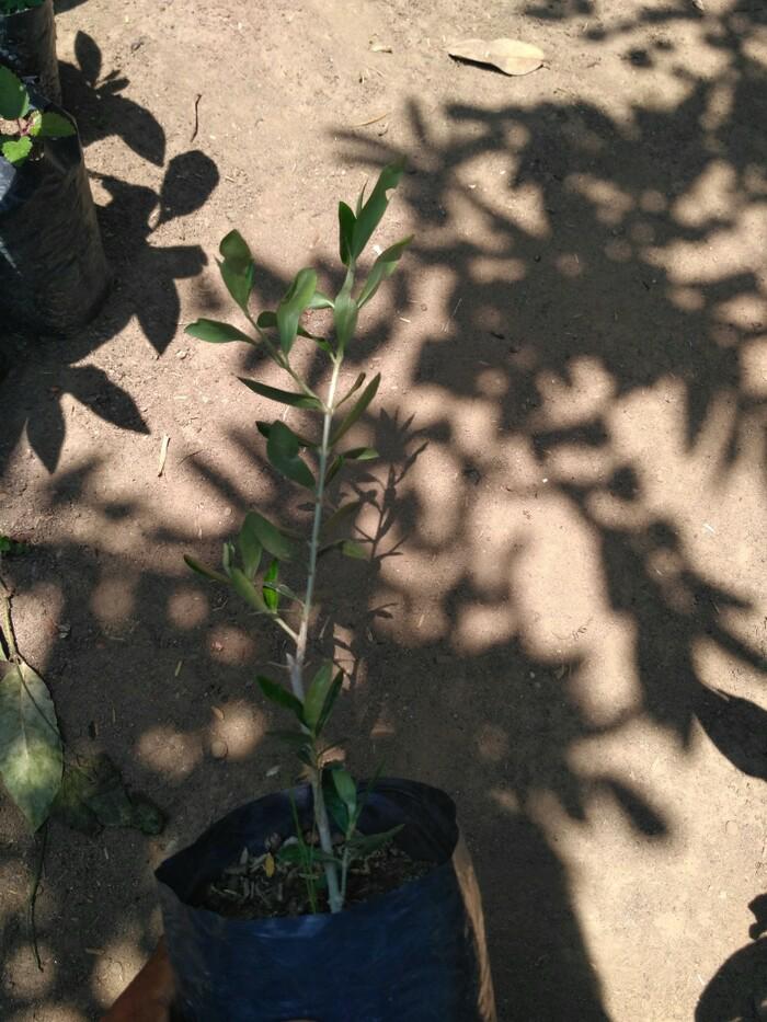 Bibit Tanaman Buah Zaitun
