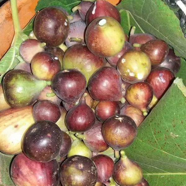 Bibit Buah Tin Brown Turkey Cangkok 15 cm