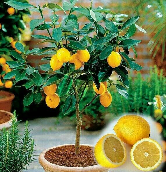 Bibit Tanaman Buah Jeruk Lemon Impor