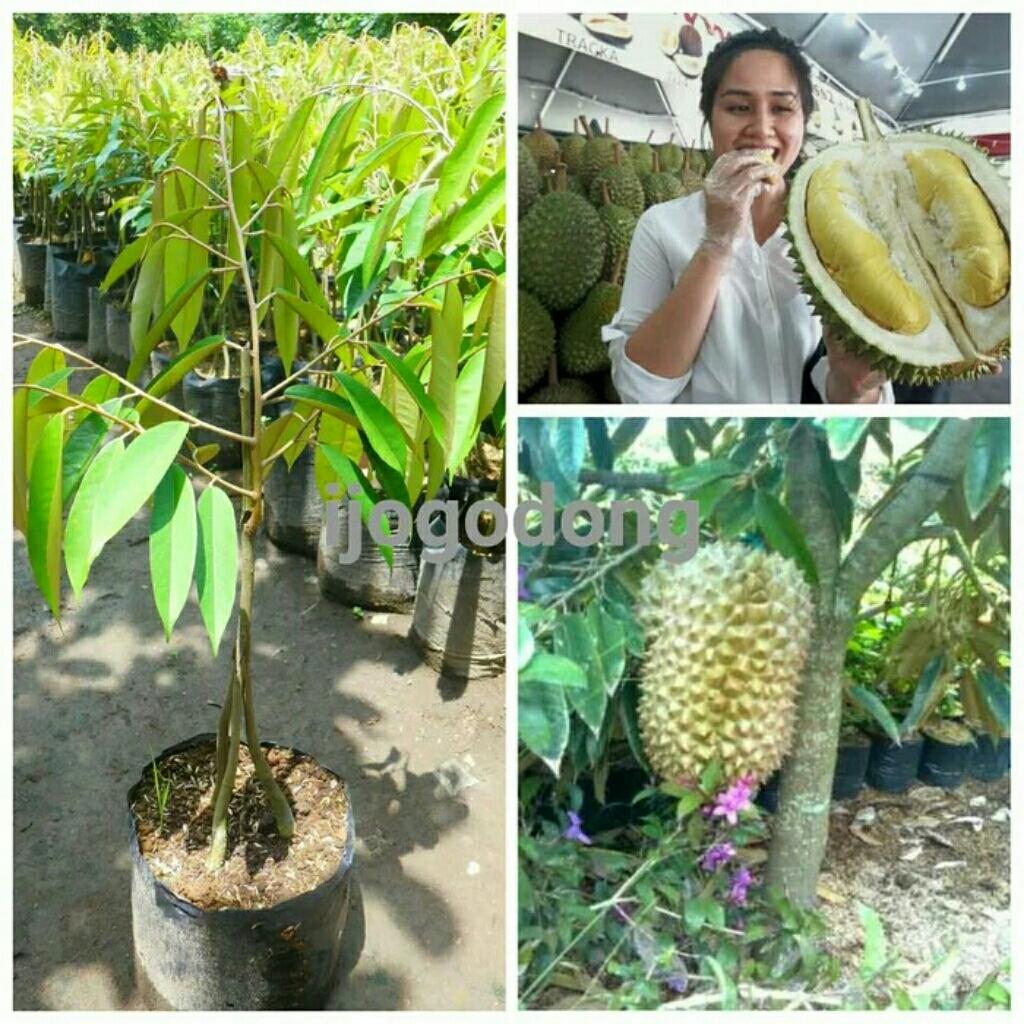 Bibit Durian Bawor kaki tiga