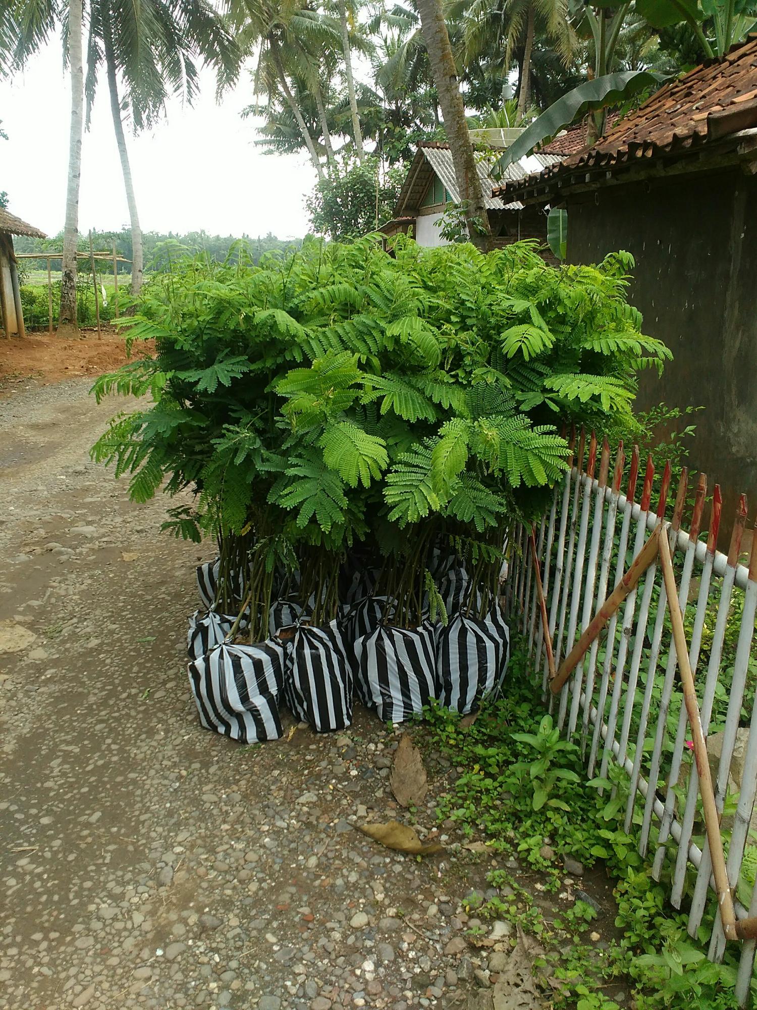 Bibit sengon solomon unggul