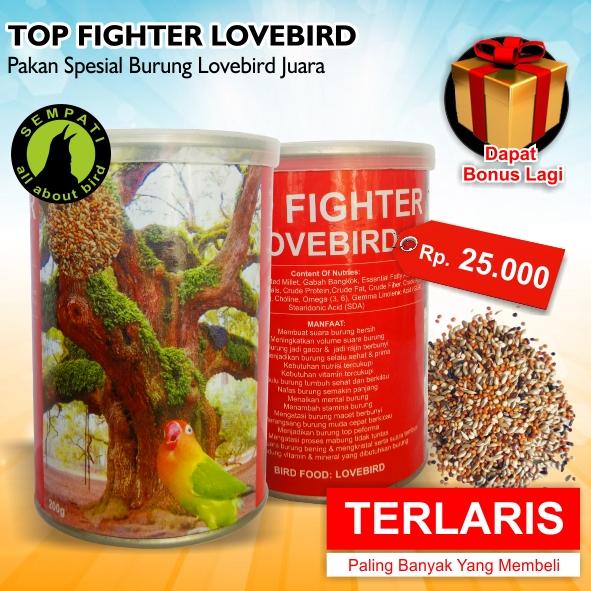 Top Fighter Lovebird Sempati Pakan Lomba Burung Lovebird Juara Rajin Ngekek Konslet Gacor