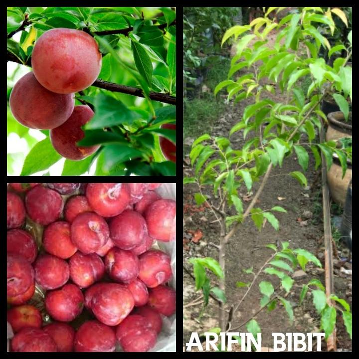 Bibit plum merah