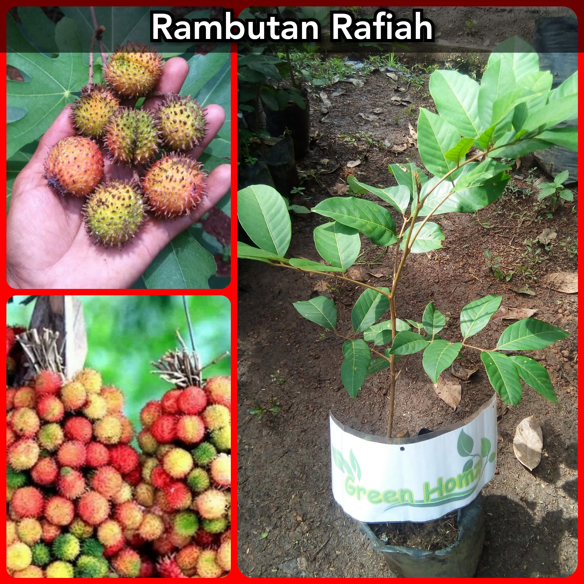 BIBIT BUAH RAMBUTAN ROPIAH ATAU RAPIAH SUPER
