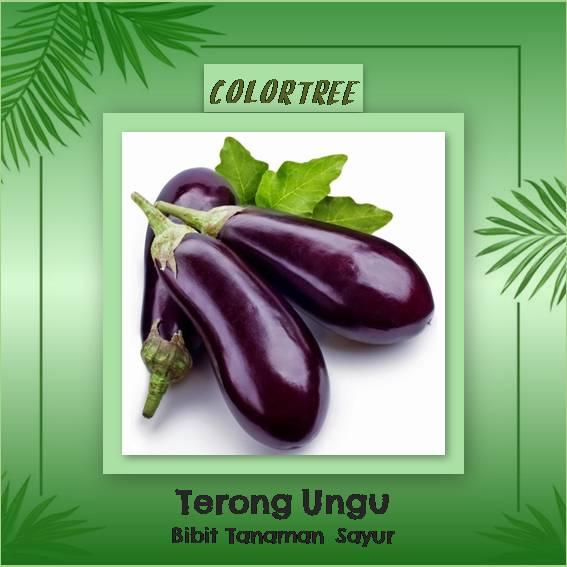 Bibit Tanaman Sayur Terong Ungu