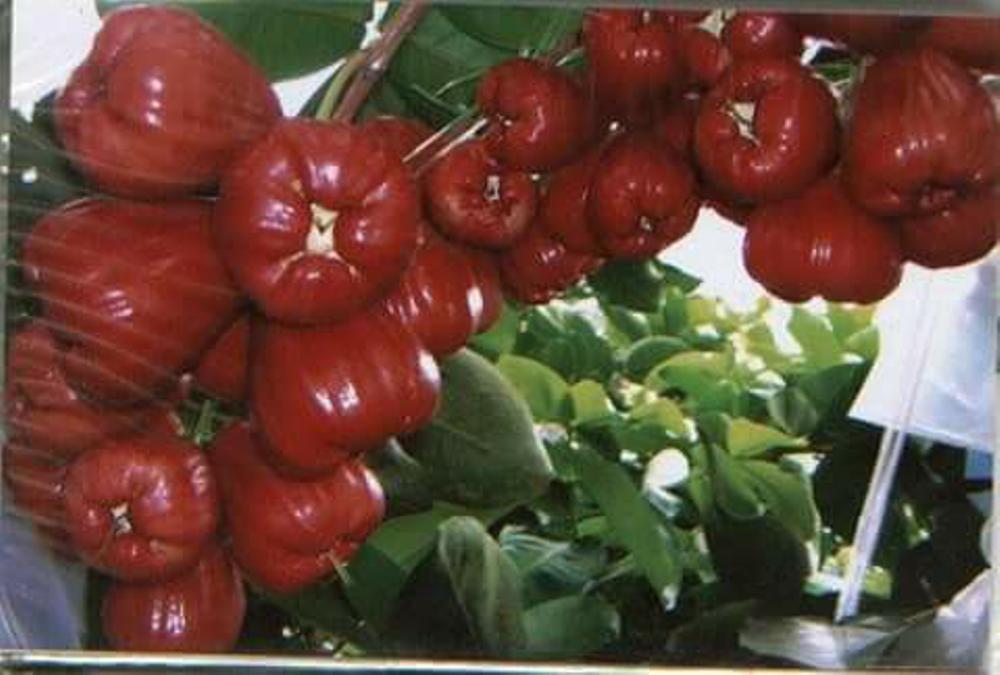 Bibit Jambu Air MADU MERAH
