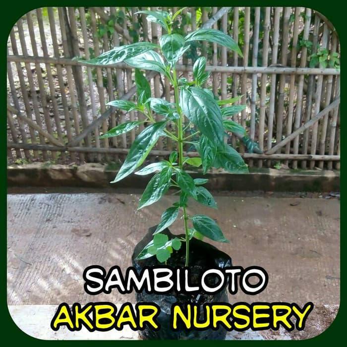 TERBARU Tanaman Sambiloto Daun Sambiloto Bibit Sambiloto Pohon Sambiloto Pahit PROMO