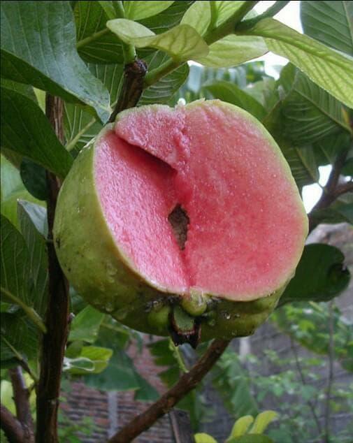 Bibit Tanaman Buah Jambu Sukun Merah 60cm