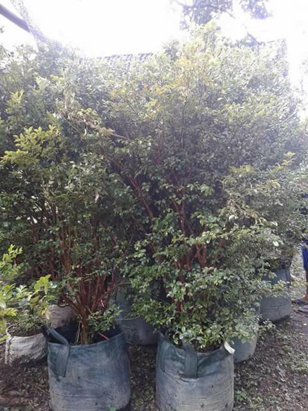Bibit Anggur Brazil Jaboticaba