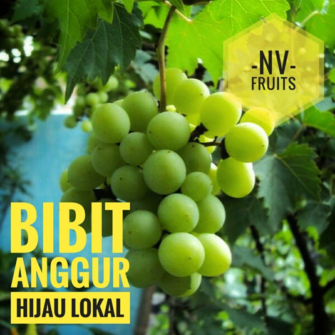 Bibit Buah Anggur Hijau Lokal
