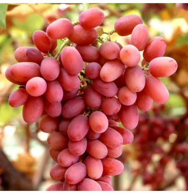 Anggur Merah