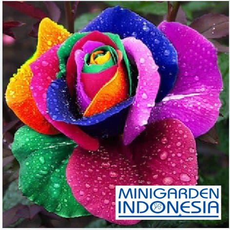 3 Benih Mawar Pelangi / Rainbow Rose Bibit tanaman bunga