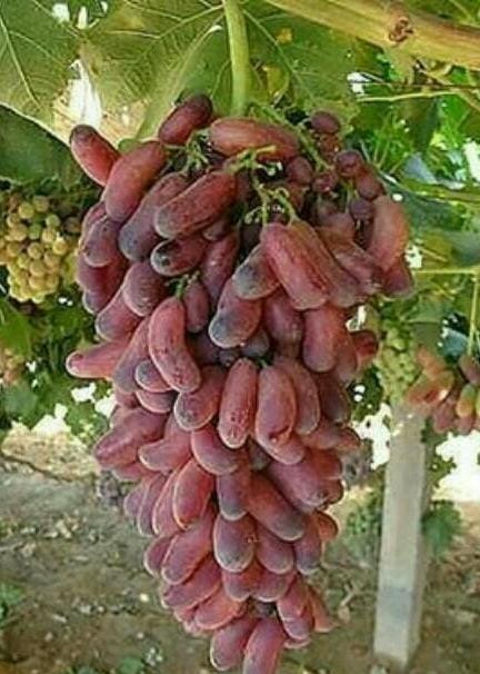 bibit anggur import pink husain