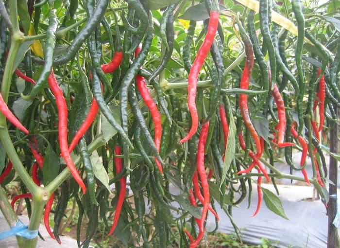 Benih/Bibit Cabe Keriting Jenggo F1 (Bintang Asia)