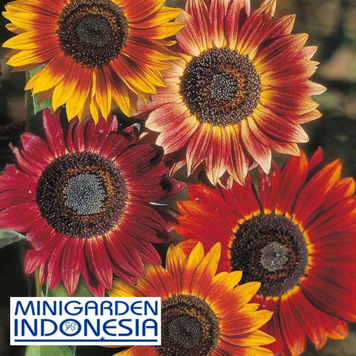 2 Benih Sunflower evening sun F1 Mr Fothergills Bibit tanaman bunga matahari