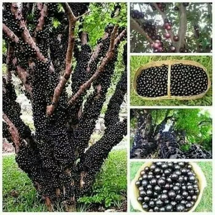 bibit tanaman anggur pohon atau anggur batang
