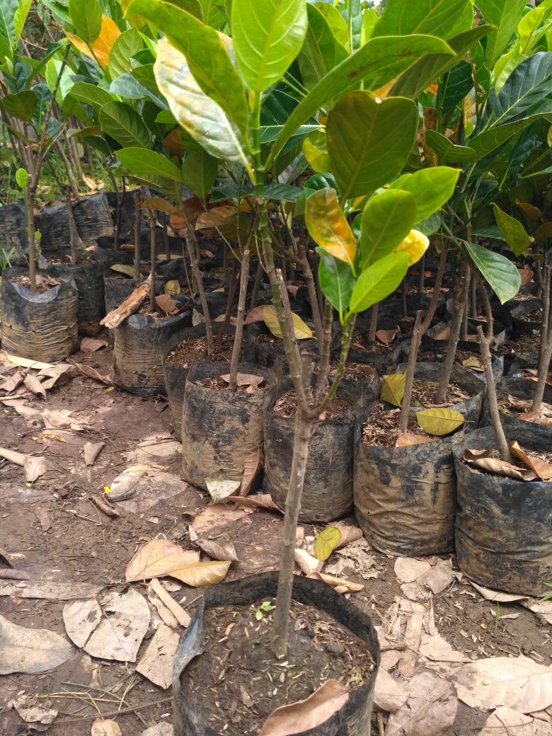 bibit buah nangka madu