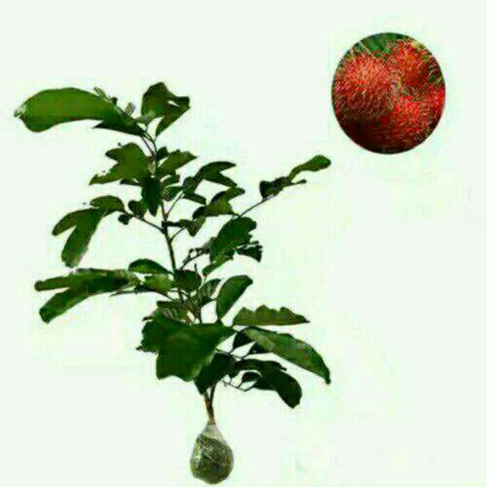 Bibit Tanaman Buah Rambutan Aceh