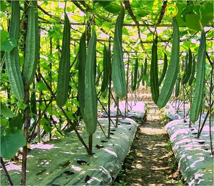 isi 10 Benih Biji Bibit Lokal Unggul Oyong / Gambas Hibrida F1