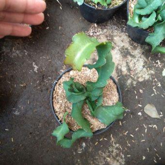 Bibit Tanaman Buah Naga Mini Putih