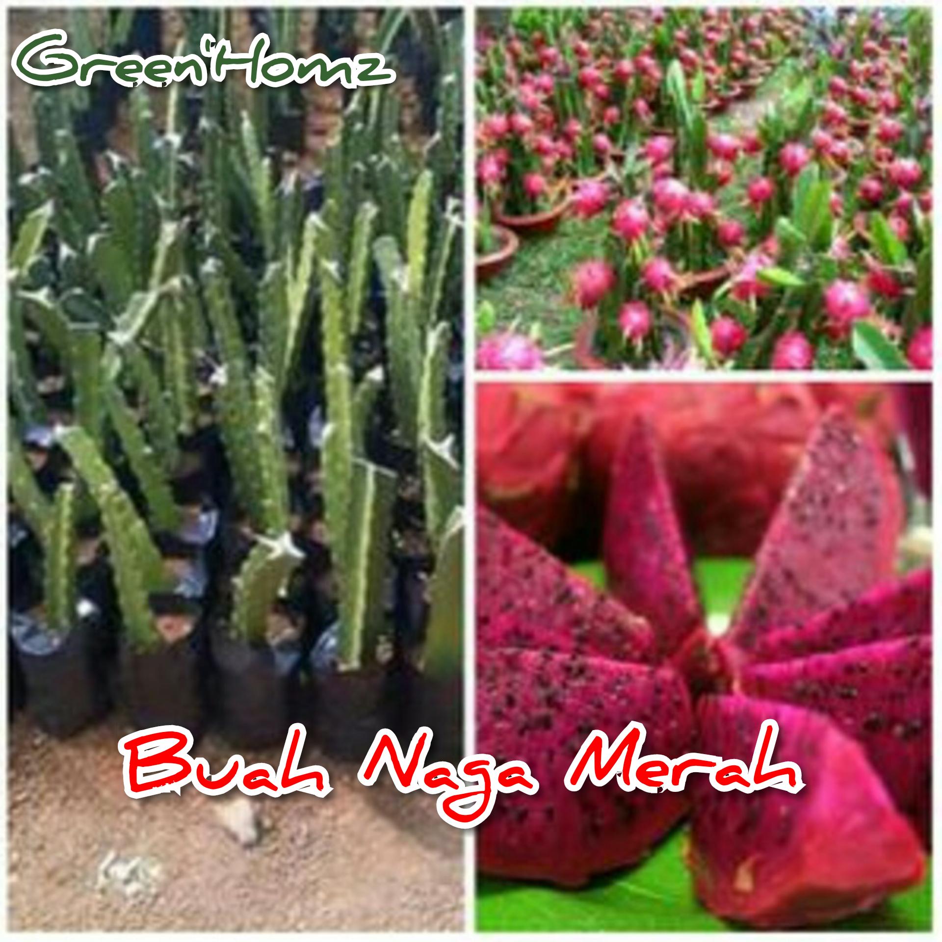 Bibit Buah Naga merah