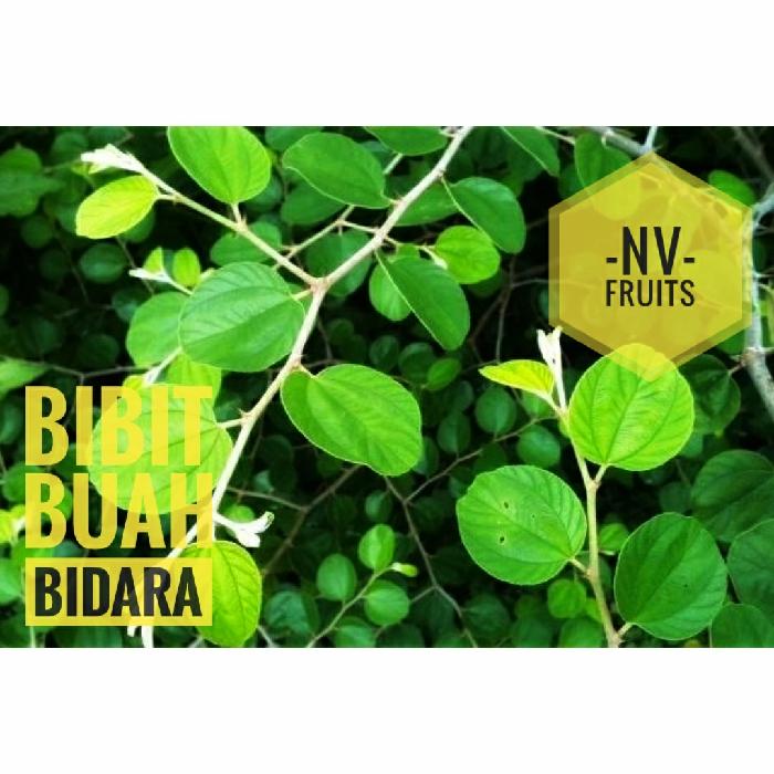 Bibit Buah Bidara Arab