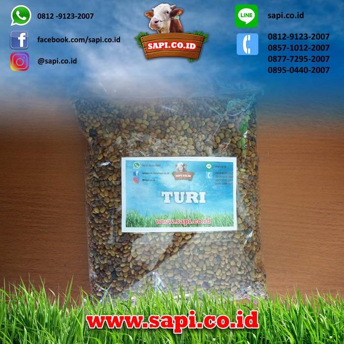 Benih Turi 1kg