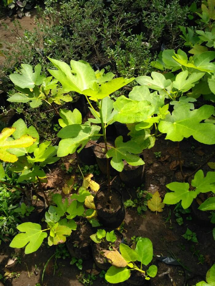 bibit apel pear tin ri zaitun bidara