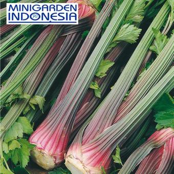 Pencarian Termurah 40 Benih Sayuran Celery Giant Red Mr Fothergills F1 bibit tanaman sayur hidroponik sale - Hanya Rp4.775
