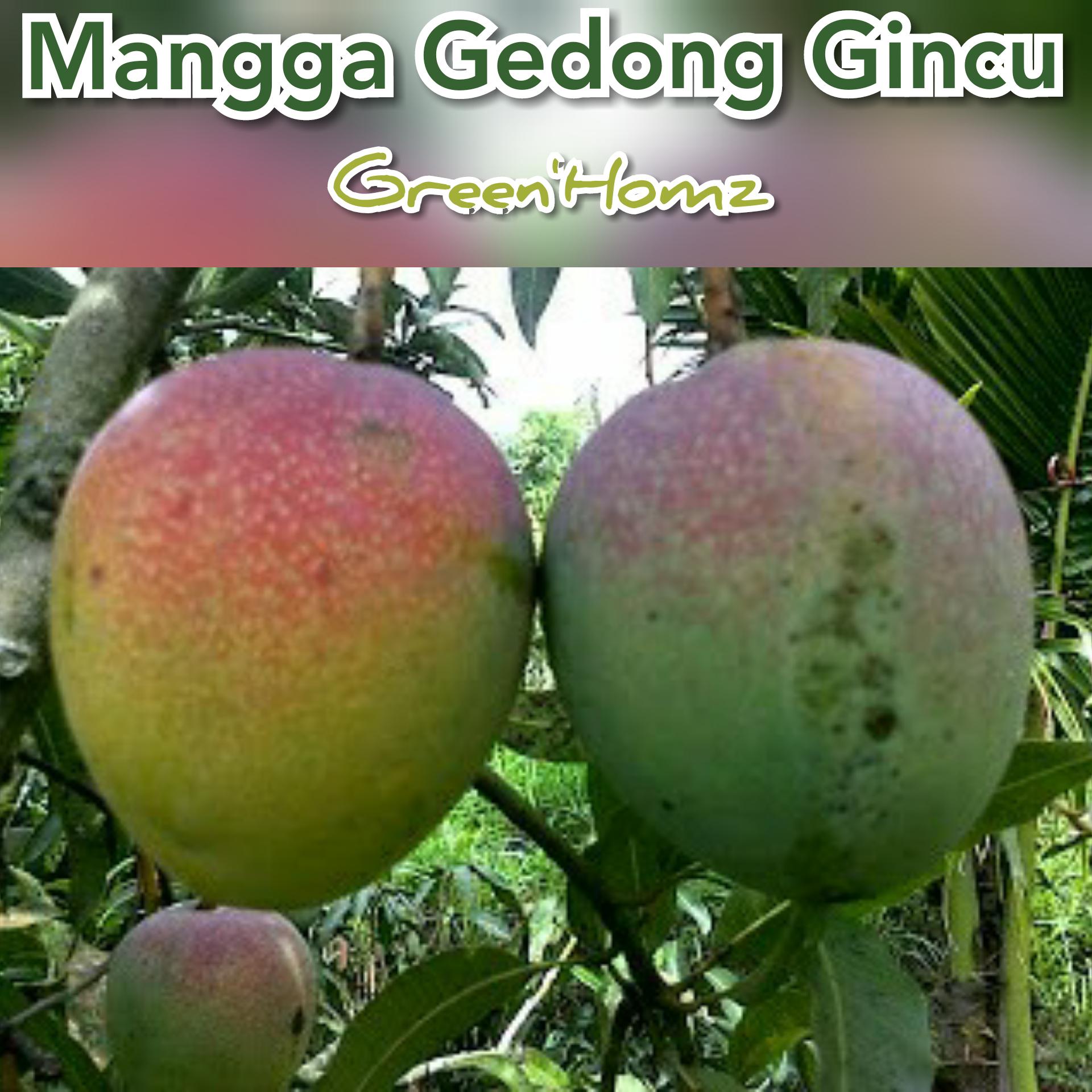 bibit mangga gedong gincu