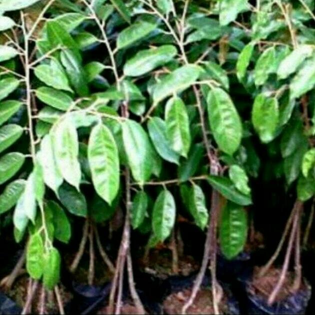 BIBIT 10 DURIAN BAWOR KAKI 3 SUPER UNGGUL - TANAMAN BERKUALITAS