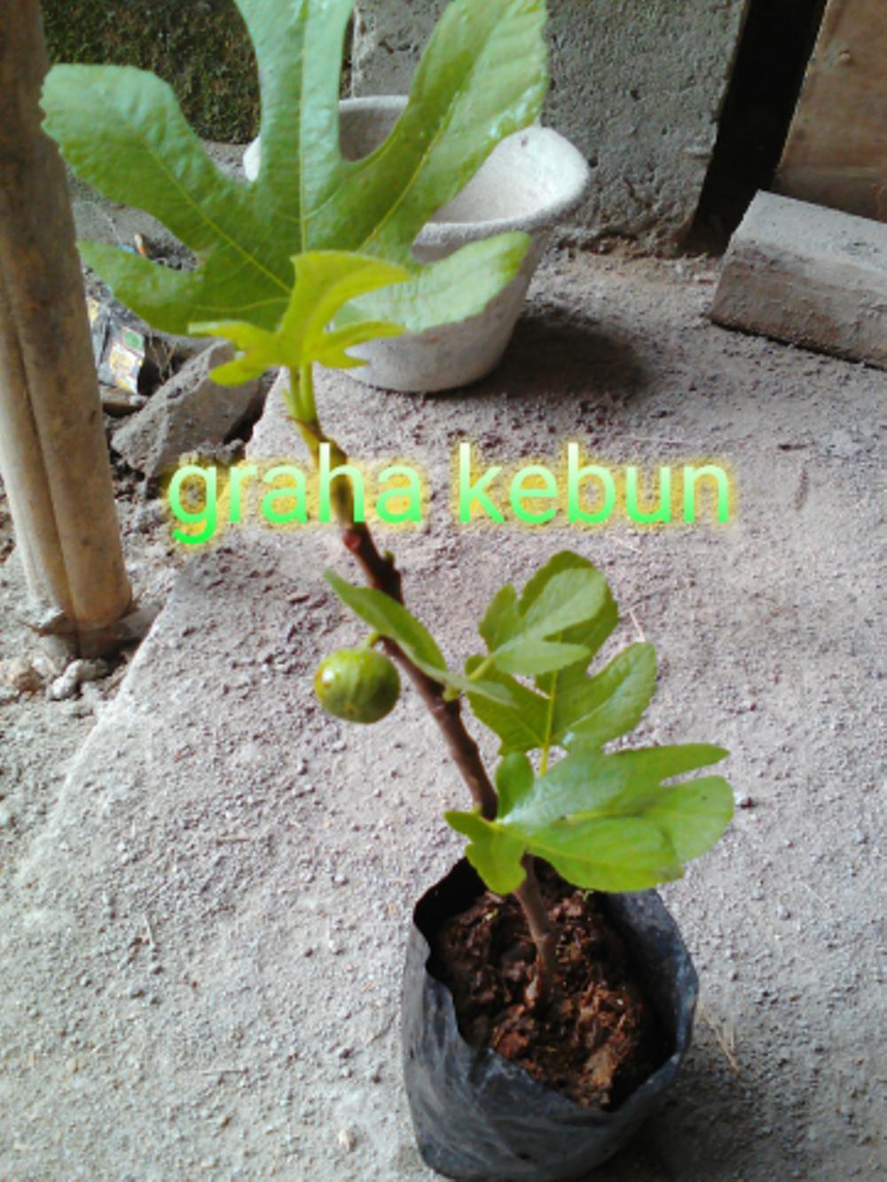 Bibit Buah Tin